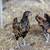 Pair of Juvenile Golden Sebrights 2 thumbnail