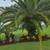 Lumaranto Services - Landscaping Services in Jacksonville, FL 8 thumbnail