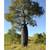 Australian Bottle Trees ///// Brachychiton rupestris 3 thumbnail