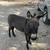 Mini jack donkeys 3 thumbnail