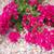 miguel,s landscaping 15 thumbnail