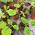 Plants! 2 thumbnail
