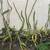 Dragon fruit 1 thumbnail
