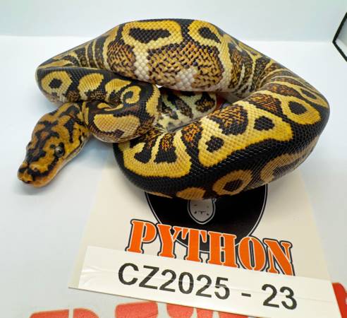 Ball Python Male Spotnose Yellow Belly possilbe GeneX hatchling. (Lyndhurst)63872020644097121