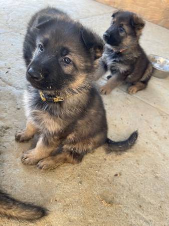 German shepherd puppies (San diego)64038443149827123