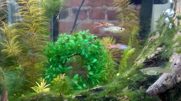 Endler fish rehoming- for free or trade 1