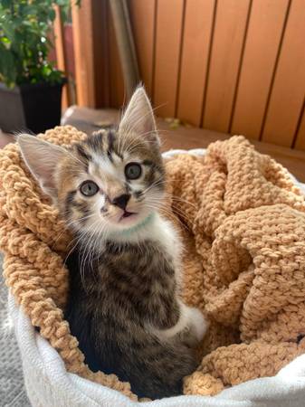 Kitten rehoming63858404959619121