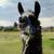 Gentle Giant Female Llama 1 thumbnail