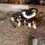 28 Muscovy Ducklings For Sale 1 thumbnail