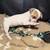 Puppy 3 thumbnail