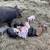 Heritage Breed Bred Sows 1 thumbnail