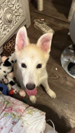 Cachorro mezcla de husky mini (Clovis)