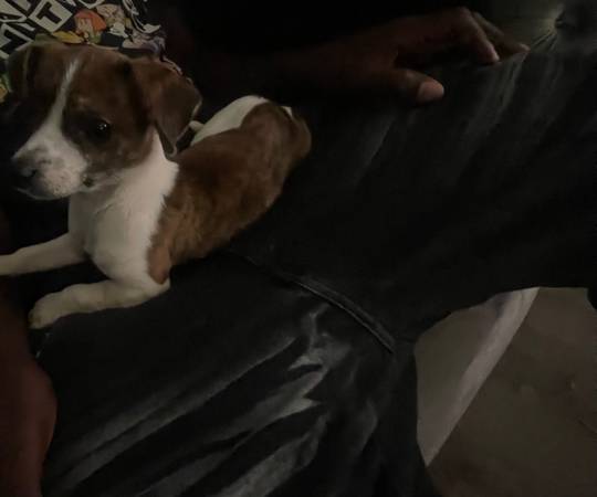 Chihuahua necesita reubicación (Pompano Beach)63685533178371122
