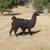 Female Llama 2 thumbnail