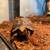 1 year old red foot tortoise 3 thumbnail