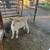 Sannen doeling 1 thumbnail