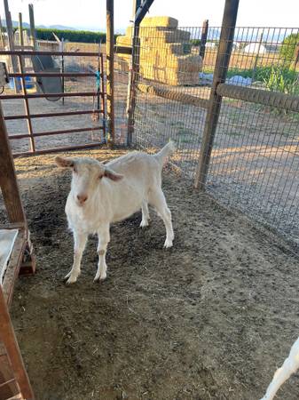 Sannen doeling 1