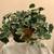 3 Decorative Indoor/Outdoor Artificial Ivy Plants (vases not included) 4 thumbnail