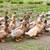 2026 Buff Orpington Ducks 1 thumbnail