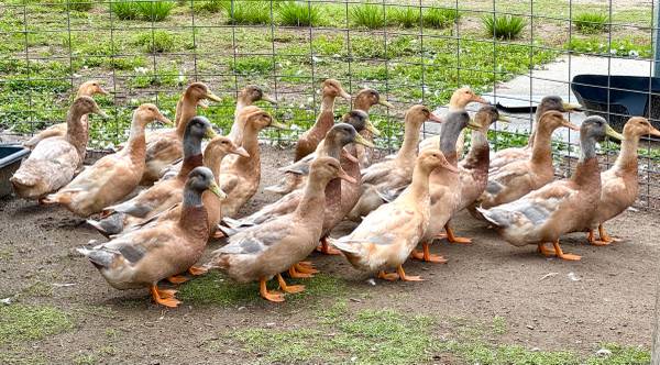 2026 Buff Orpington Ducks 1