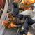 Roosters and hens 8 thumbnail