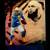 Football cards 12 thumbnail