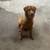 Goldendoodle 10 thumbnail