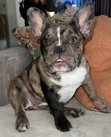 Perra francesa (Mission Hills)