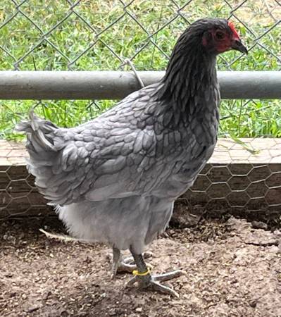 Sapphire Olive Egger pullets 1