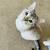 Lynx Siamese Kitten for Rehome 10 thumbnail