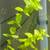 Aquarium plants 5 thumbnail