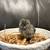 Chicks 7 thumbnail