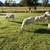 St. Croix Sheep 1 thumbnail