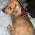 Dapple Dachshund puppies exotic (weinerdog) 1 thumbnail