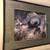 Pacific cuttlefish photograph 1 thumbnail