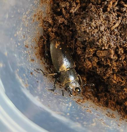 Cyclommatus metallifer (Methuen)63655747445763120