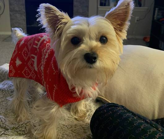 **PERRO PERDIDO EN LA ZONA DE LYNNDALE PARK (LYNNWOOD)** ¡RECOMPENSA DE $500! (Bothell)63949211372802120