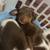 Doberman mix 4 thumbnail