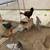 2 roosters 3 hens 1 thumbnail