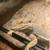 Male bearded dragon 2 thumbnail