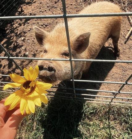 Cerdo Kunekune64054492752897120