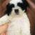 Shih tzu 4 thumbnail