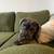5 Month Old Female Cane Corso 4 thumbnail