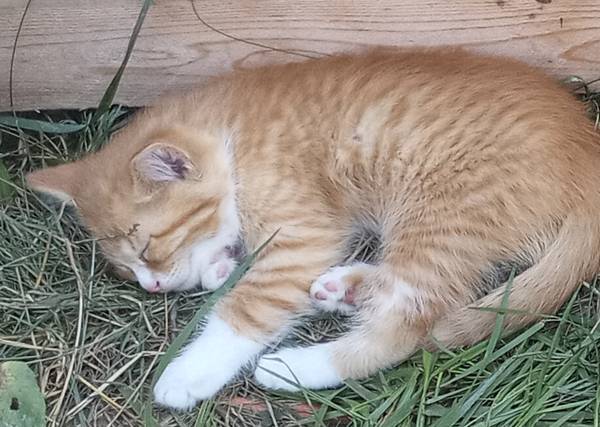 Rehoming Kittens (Coeur D Alene)63970213944835121