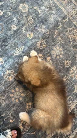 Cujo needs a new home (Bremerton)64192094491394121