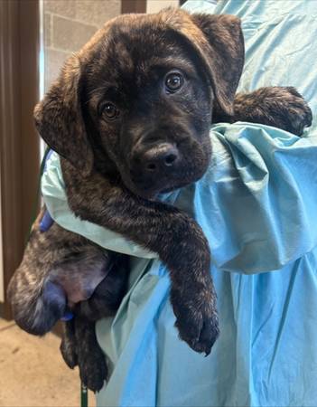 Found Male Dog - A61296985 1
