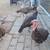 Chickens ducks turkey guineafowl 11 thumbnail