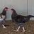 Roosters 4 thumbnail