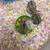Dwarf hamsters 1 thumbnail