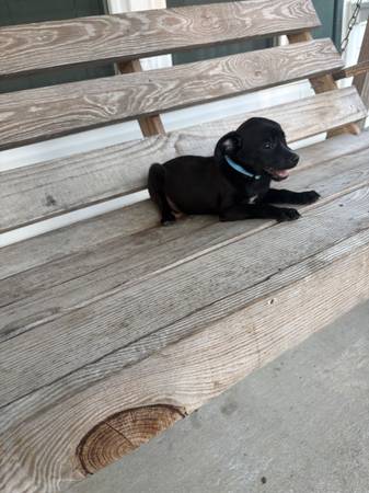 Chihuahua puppy 1